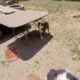 Standard Australian Shepherd