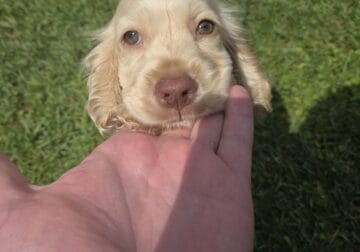 Cocker spaniel puppy