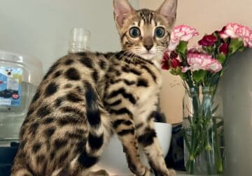 Bengal Kittens