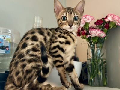 Bengal Kittens