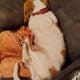 Litter of 8 basset hounds