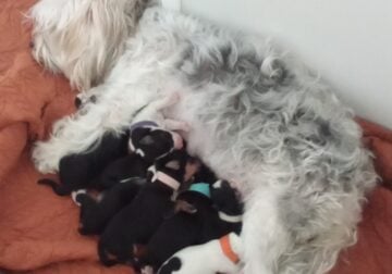 Morkie Puppies 4 males – 5 girls ready August 2025
