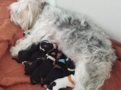 Morkie Puppies 4 males – 5 girls ready August 2025