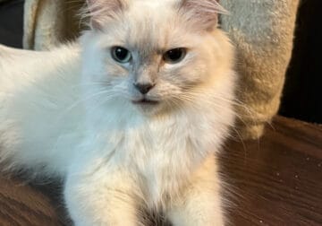 Ragdoll cat