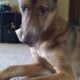 German Shepherd Mix for Sale