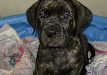 Female Brindle Cane corso