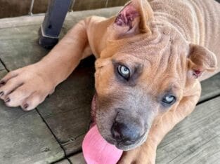 Cane Corso Puppy