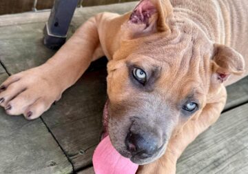 Cane Corso Puppy