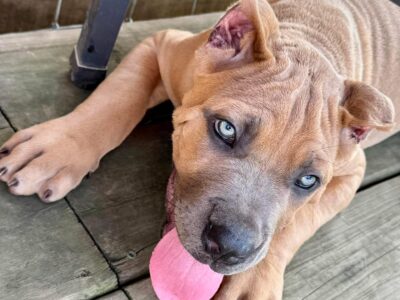 Cane Corso Puppy