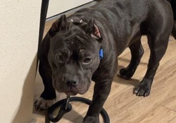 Female bully