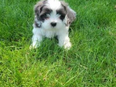 Malshi Puppies