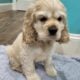 American Cocker Spaniel Male