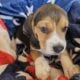 Purebred Beagle puppies – Male #1