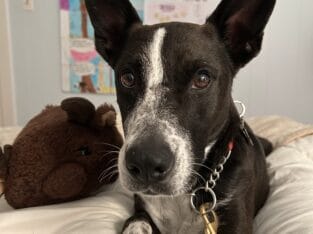 Meet Zinny! Funny, intelligent, affectionate