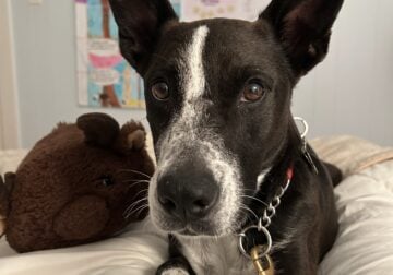 Meet Zinny! Funny, intelligent, affectionate