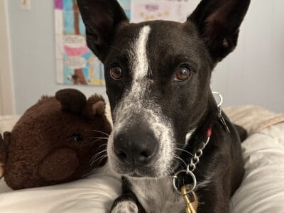 Meet Zinny! Funny, intelligent, affectiona  ...