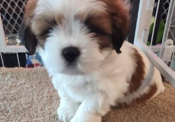Lhasa apso puppies