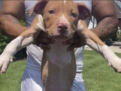 AMERICAN PITBULL TERRIER XL PUPPIES