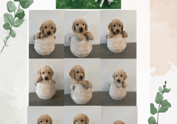 Golden Retriever puppies