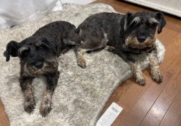 Roxie and Roscoe 4-year old Miniature Schnauzers