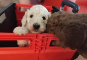 Standard poodle puppy