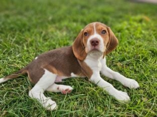 Purebred Beagle Male #2