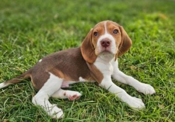 Purebred Beagle Male #2