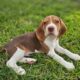 Purebred Beagle Male #2