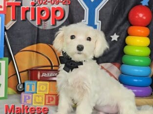 Tripp a male Maltese reduced for “pet only”