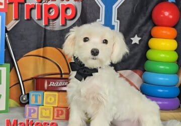 Tripp a male Maltese reduced for “pet only”