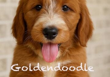 Goldendoodle puppies ready for a new home