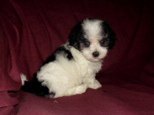 MaltiPoo male, rare markings, Interlochen Michigan