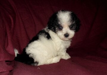 MaltiPoo male, rare markings, Interlochen Michigan