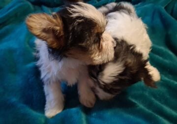 Parti yorkies