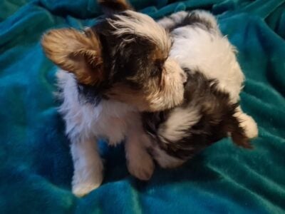 Parti yorkies