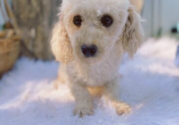 Male toy poodle apricot