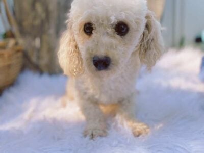 Male toy poodle apricot