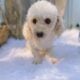 Male toy poodle apricot
