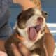 Australian Shepherd Puppies