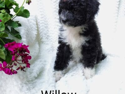 Willow