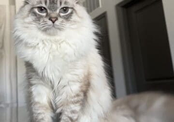 Ragdoll Male