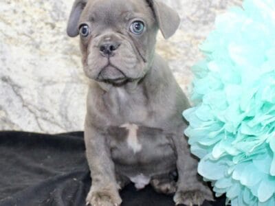 Cooper Male French Bulldog