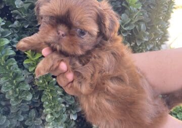 Ruby Imperial Shih Tzu