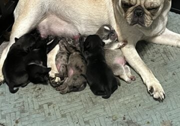 Baby pugs now accepting deposits