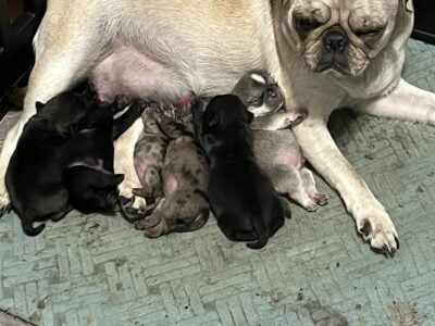 Baby pugs now accepting deposits