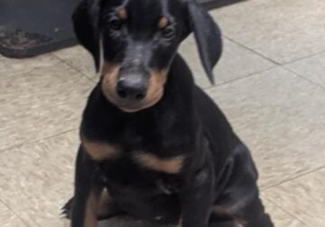 Doberman puppies