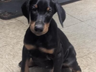 Doberman puppies