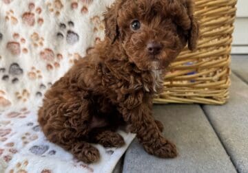 Red Toy poodle