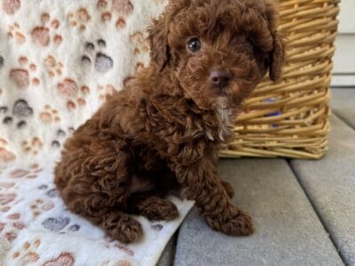 Red Toy poodle
