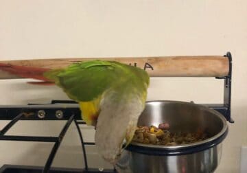 Pineapple Green Cheek Conure with Beautiful Cage –